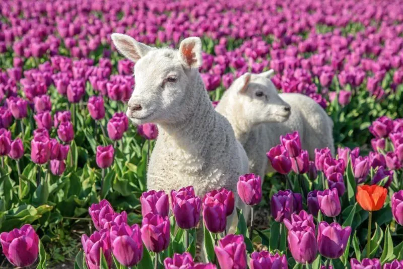 Vier Pasen op Texel – Een heerlijk voorjaarsweekend aan zee img