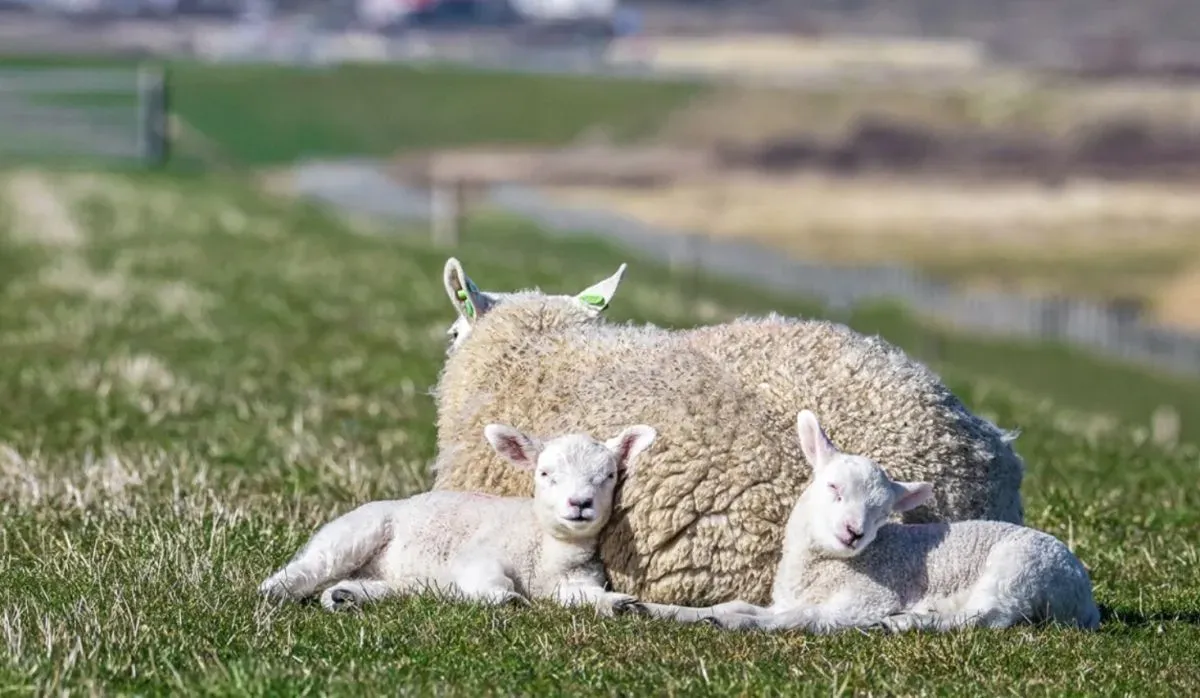 Voorjaarsvakantie op Texel: eropuit tussen de lammetjes img